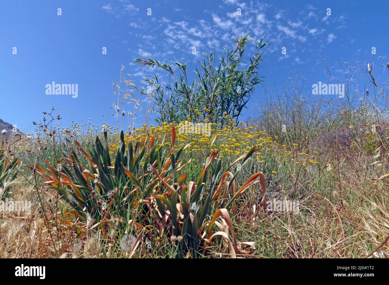 Wilde Pflanzen gegen den blauen Himmel. Tilos Plant Life, aufgenommen am 2022. Mai Stockfoto
