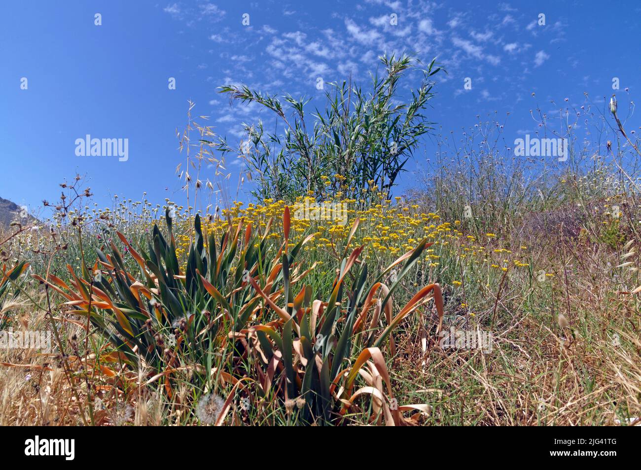 Wilde Frühlingspflanzen und Blumen vor blauem Himmel. Tilos Pflanzenleben, aufgenommen im Mai 2022 Stockfoto