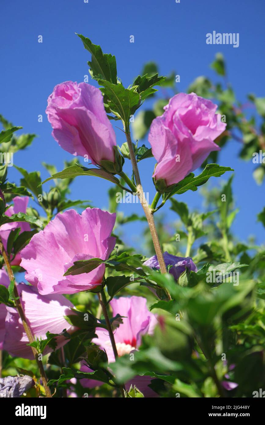 Rosa Hibiskusblüten vor einem blauen Himmel. Szigethalom, Ungarn Stockfoto