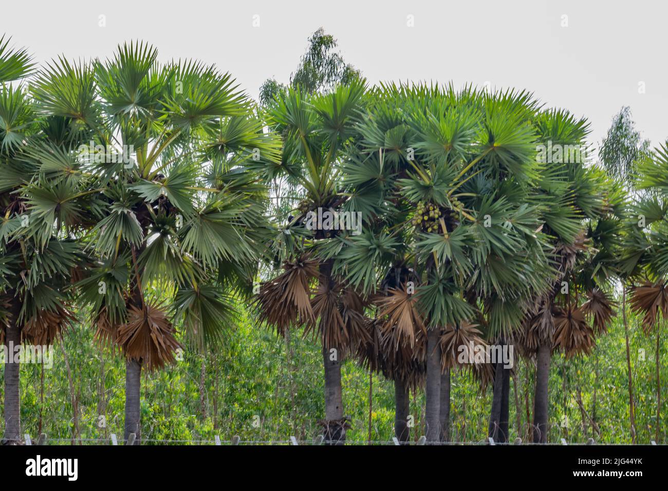 Viele Palmen in einem Garten, der wunderschön aussieht Stockfoto