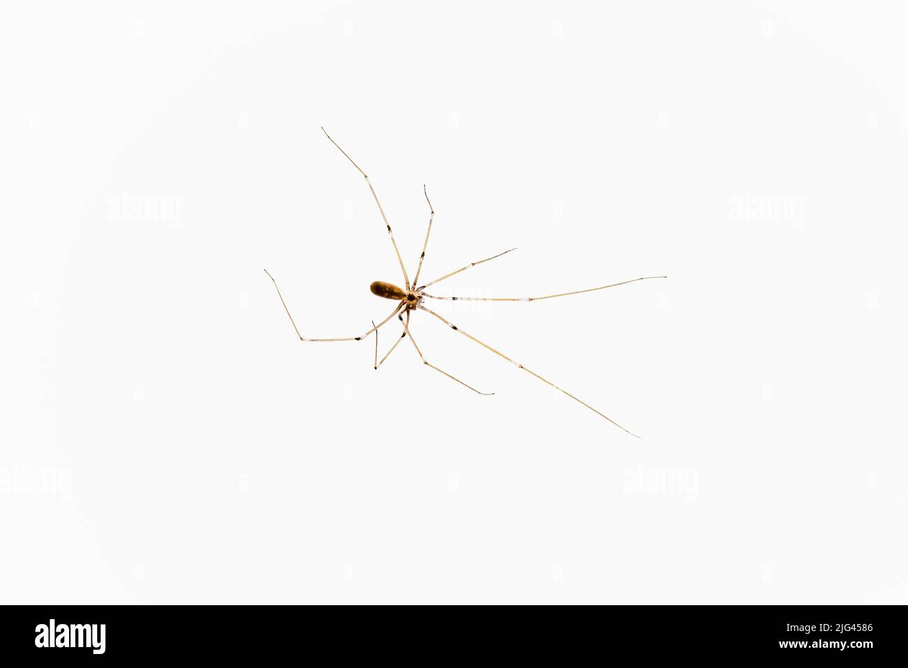 Daddy Langbeine Spinne (Pholcus phalangioides) oder langkörperige Kellerspinne, Nahaufnahme, in Surrey, Großbritannien gesehen, aber weltweit verbreitet Stockfoto