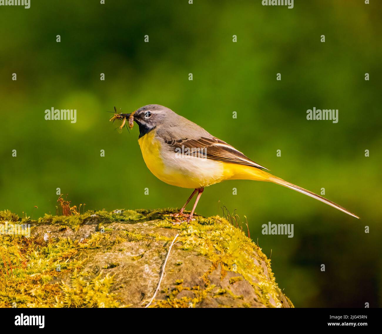 Gebirgsstelze Stockfoto