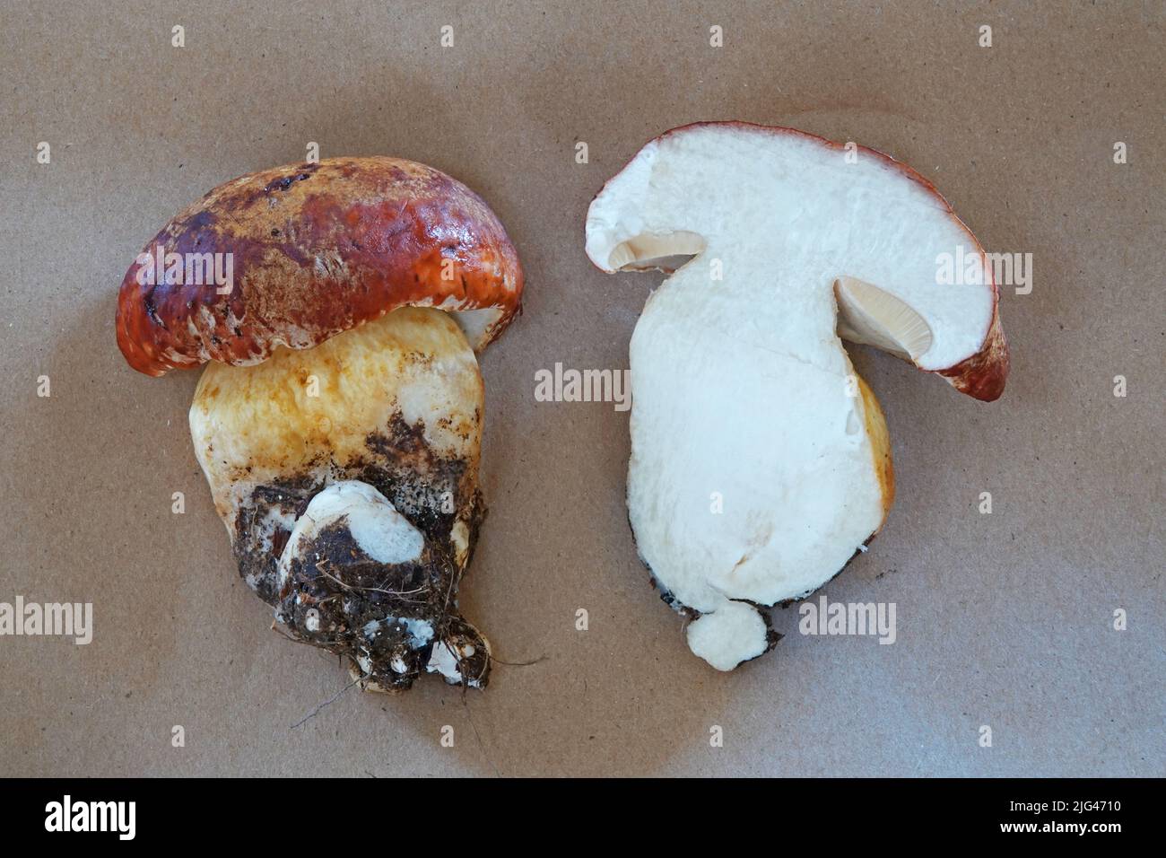 Anatomie eines Boleten-Pilzes, eines Frühlingskönigs-Bolets, Boletus edulis, in einem Cascade-Gebirge von Oregon. Als Steinpilze ist der Bolete einer der besten und essbaren Pilze, die in freier Wildbahn gezüchtet werden. Stockfoto