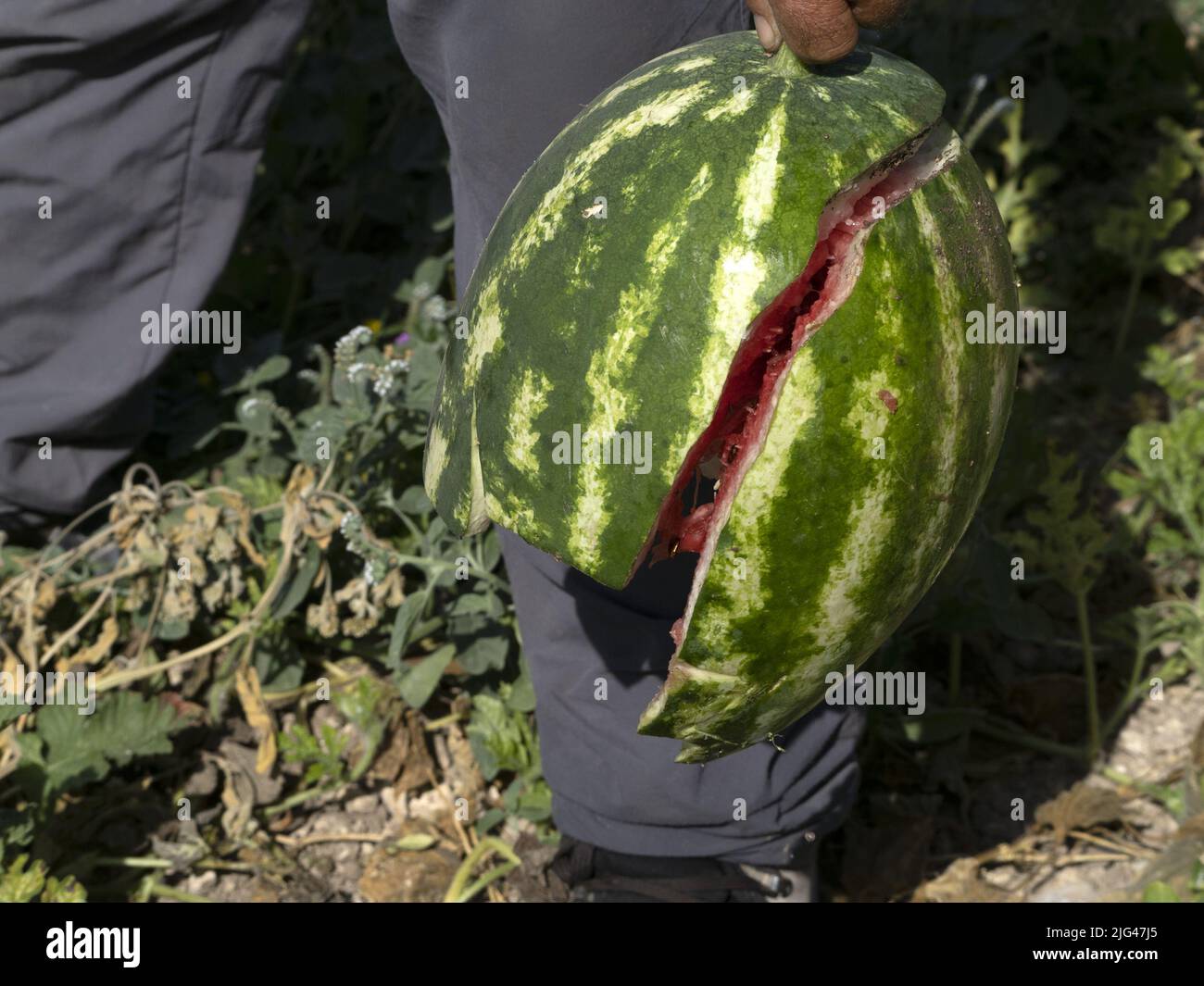 Mann hält große zerbrochene Wassermelone Nahaufnahme Detail Stockfoto