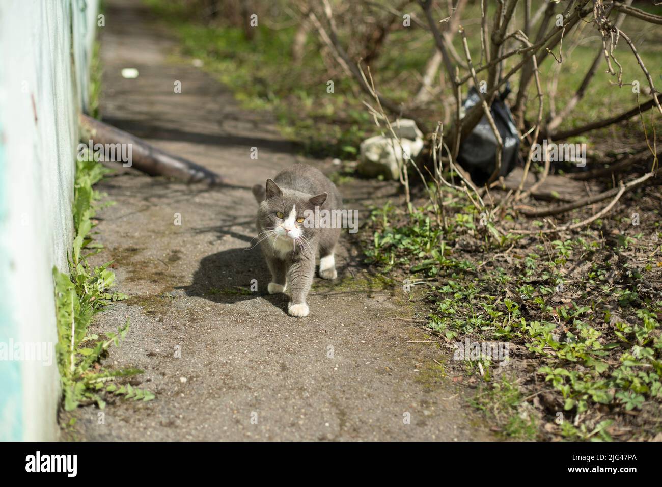 Katze auf der Straße. Streunende Katze in der Nähe der Wand. Tier war vorsichtig. Stockfoto