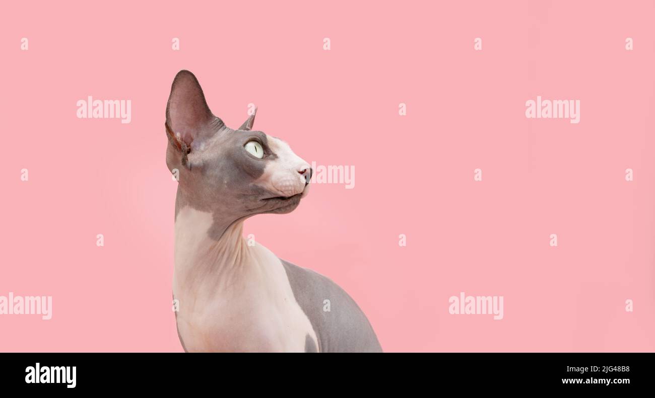 Portrait ernste und aufmerksame sphynx Katze. Isoliert auf rosa Korallen Hintergrund Stockfoto