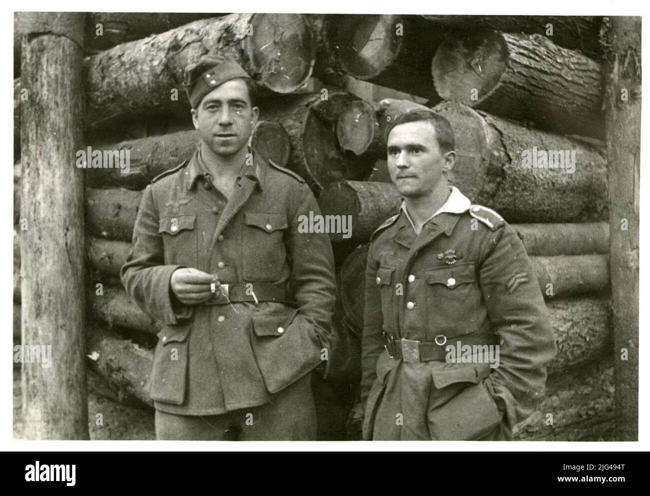 Porträt von Divisionssoldaten mit ISBA. Leningrad Front Portrait von zwei Divisionen auf der rechten Seite, nicht-Offizier mit zwei-Winkel-Spanier verwundet über die deutsche Uniform und metallische Unterscheidungskraft von Falange, kleines Modell, von denen im Winter Weihnachten 42-43 Paket geliefert, auf der linken Tasche . Spanischer Gürtel mit Phallusschnalle Stockfoto