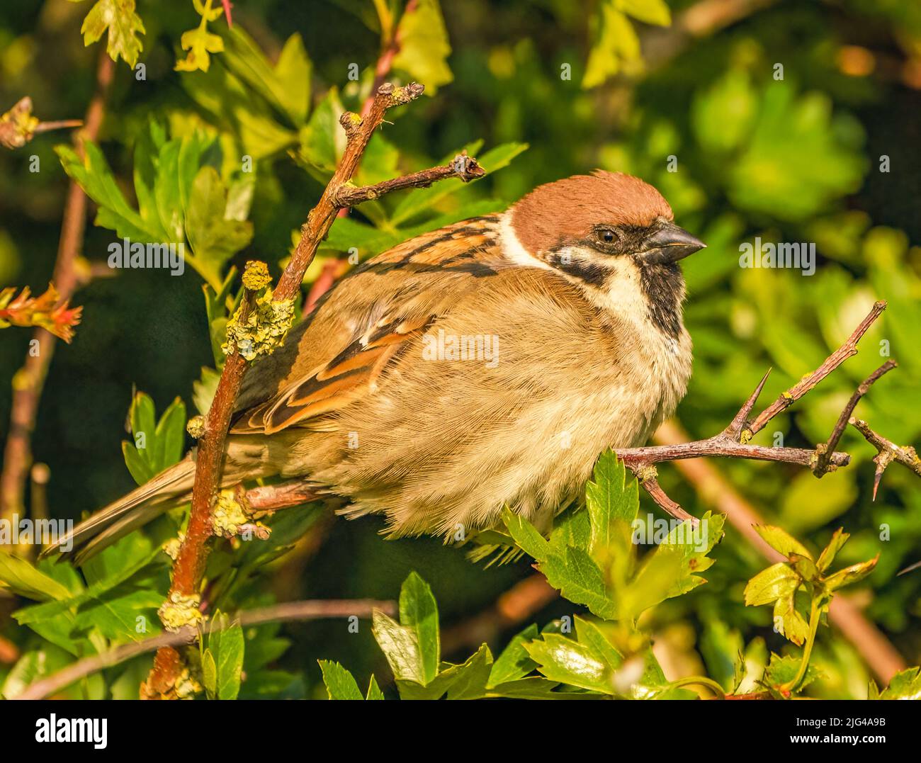 Feldsperling Stockfoto