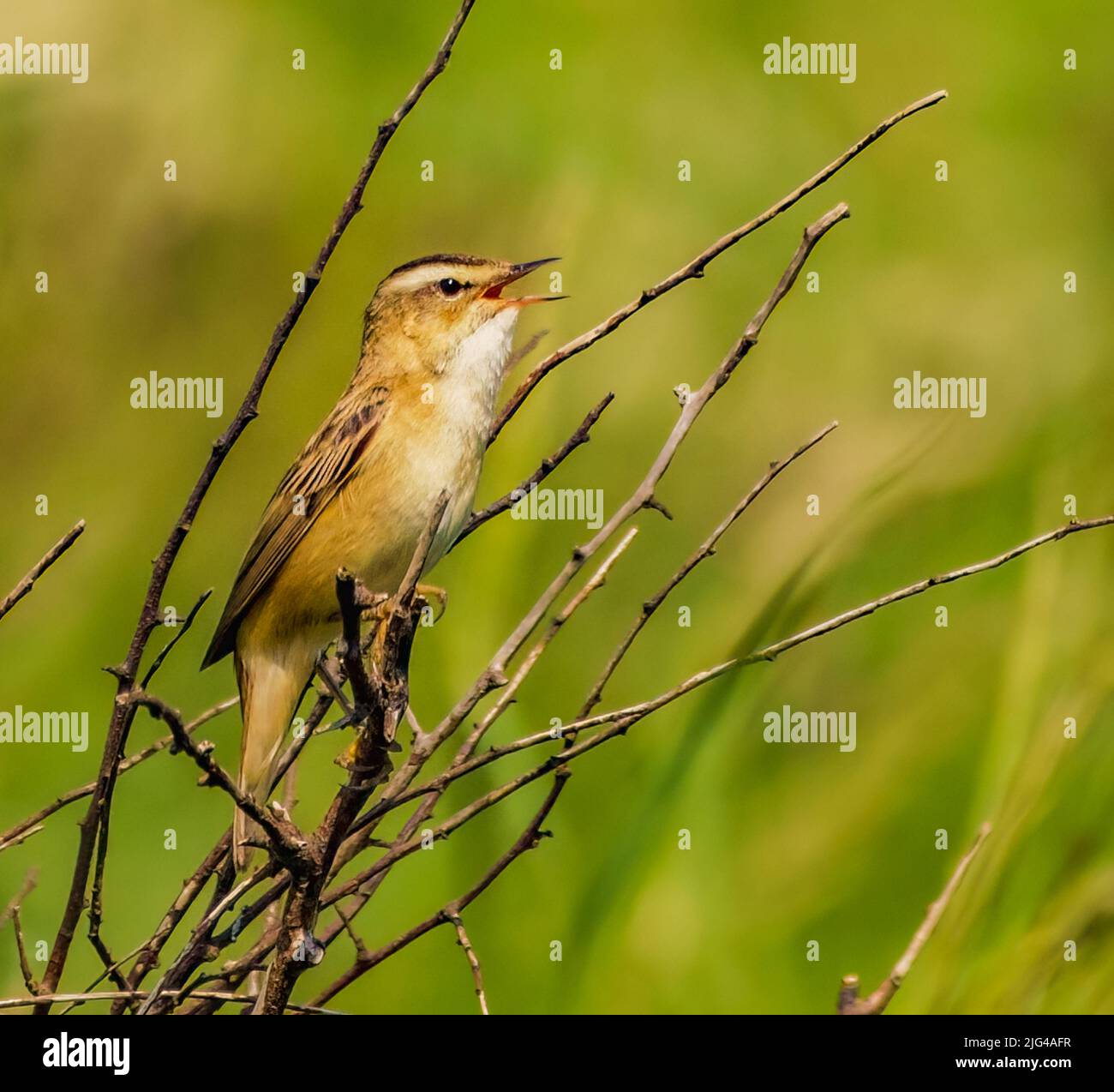 Sedge Warbler in Song Stockfoto