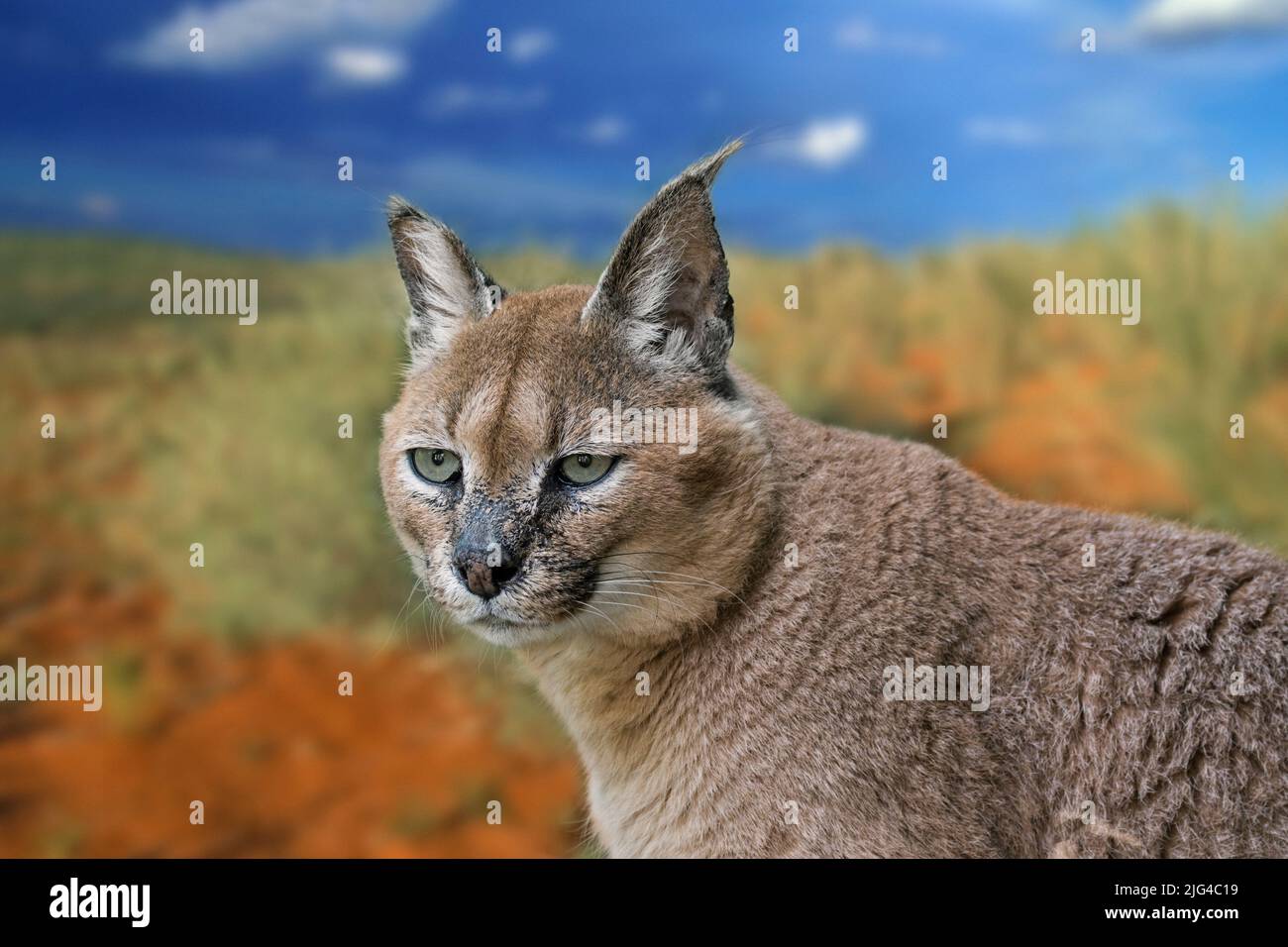 Caracal (Caracal caracal) Wildkatze aus Afrika, dem Nahen Osten, Zentralasien, Pakistan und dem Nordwesten Indiens. Digitales Composite Stockfoto