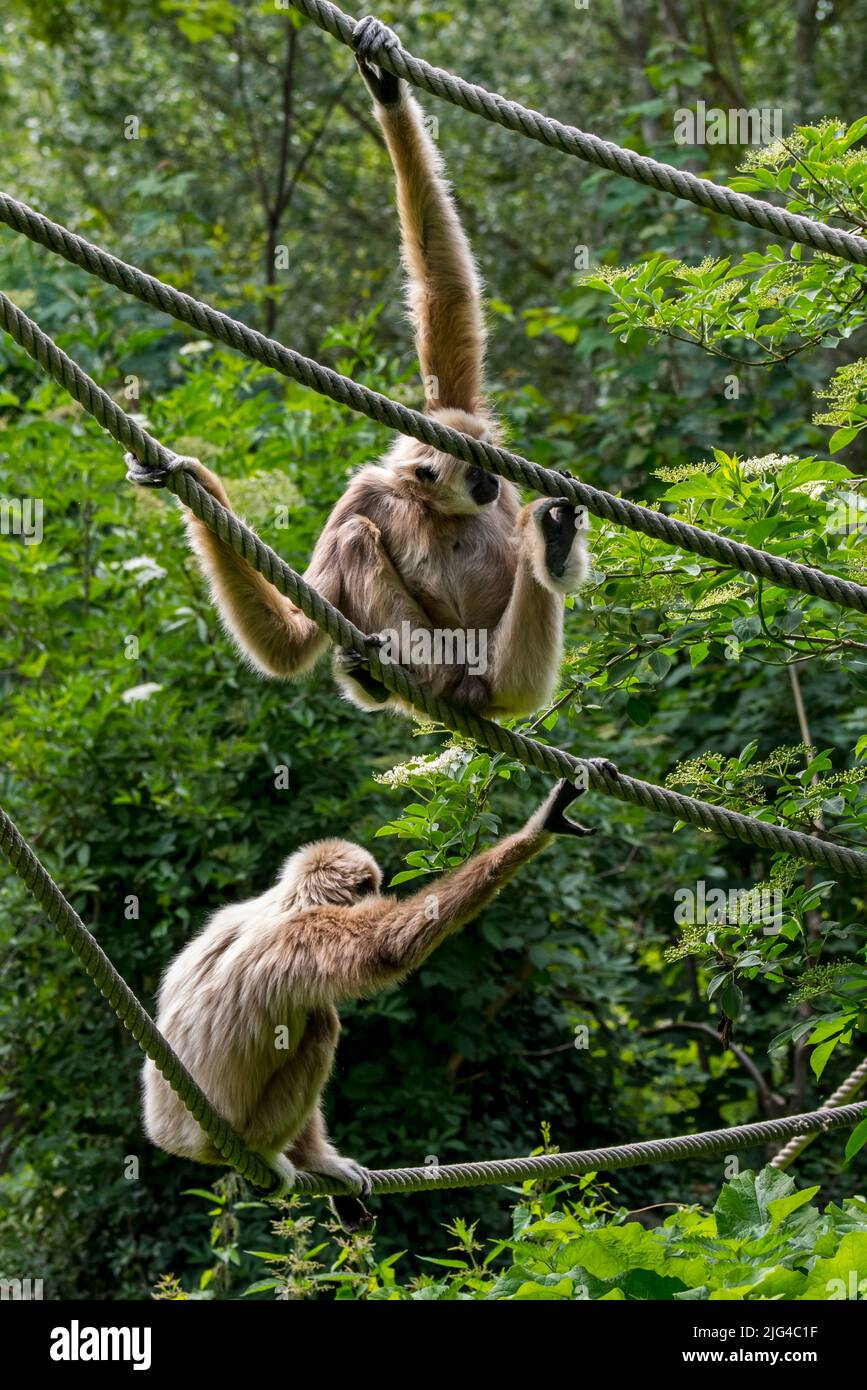Zwei Lar-Gibbons / Weißhand-Gibbon (Hylobates-Lar) sitzen auf Seilen im Zoo/Tierpark, beheimatet in Indonesien, Laos, Malaysia, Myanmar und Thailand Stockfoto