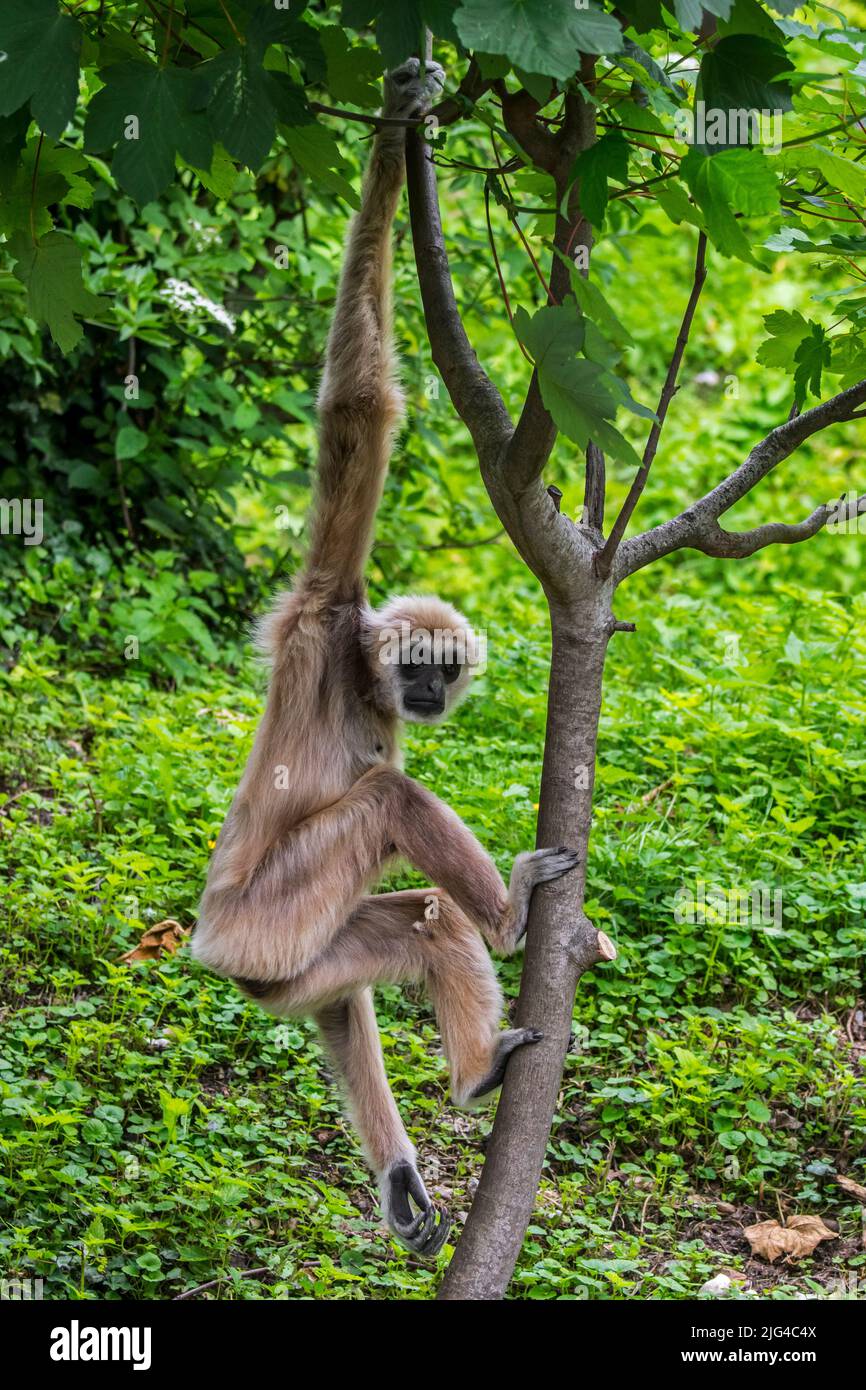 LAR Gibbon / Weißhandgibbon (Hylobates lar) klettert im Baum, stammt aus Indonesien, Laos, Malaysia, Myanmar und Thailand Stockfoto