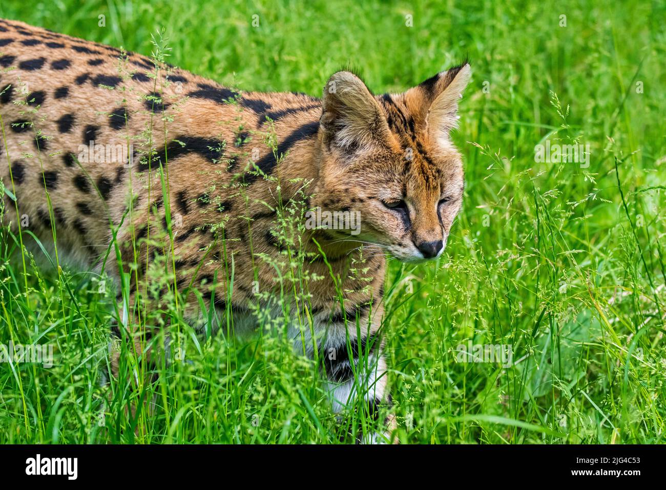 Serval (Leptailurus serval / Felis serval), in Afrika heimische Wildkatze/Katze Stockfoto