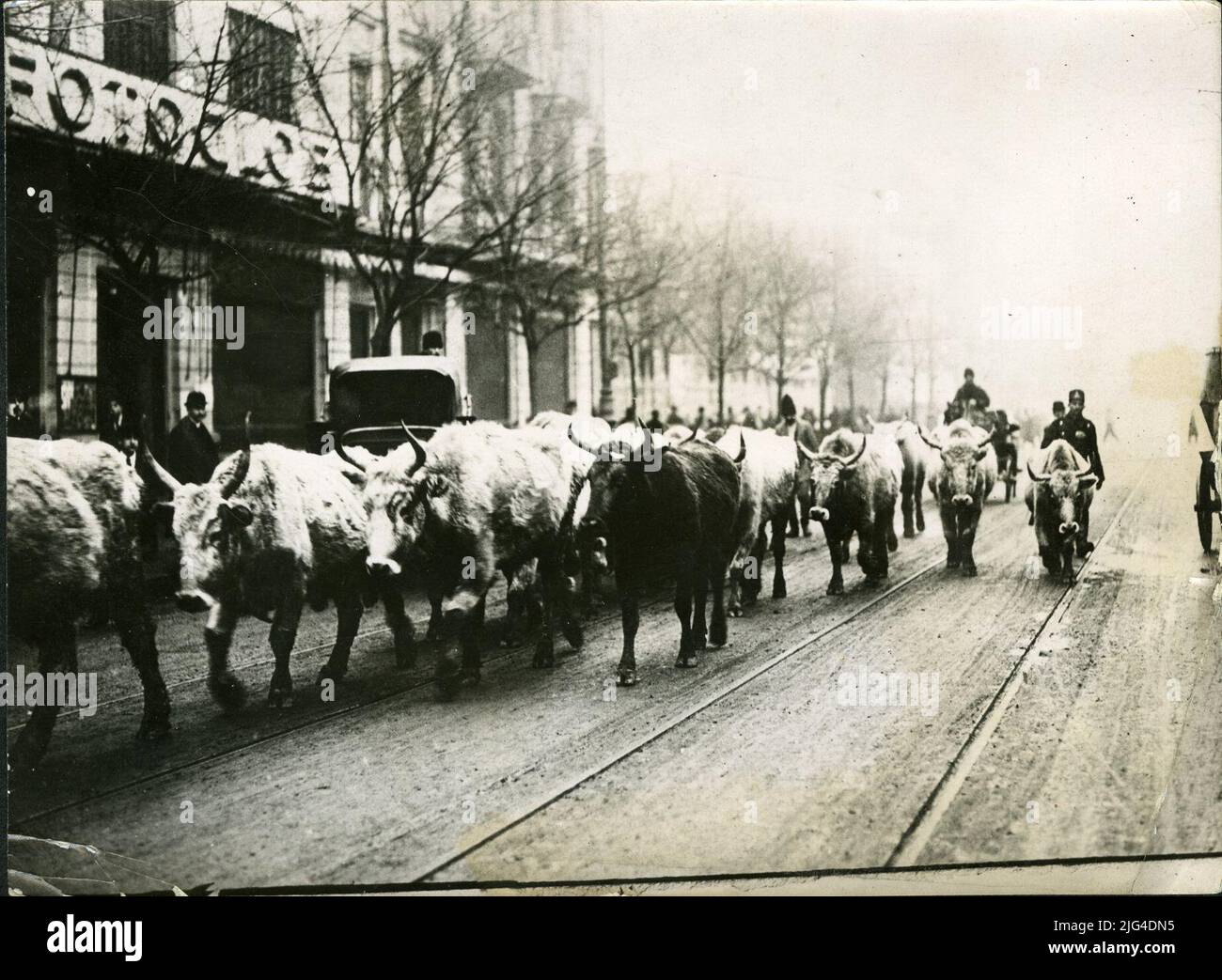 Erforderliche Rinder in den Straßen von Bukarest Stockfoto