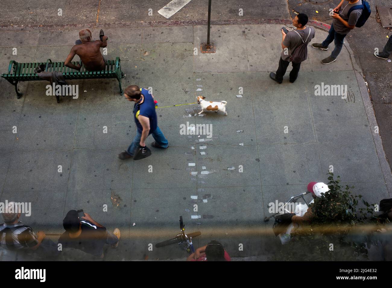 High Angle View of man Walking Dog while People Wait for Bus, Downtown Los Angeles, California, USA Stockfoto