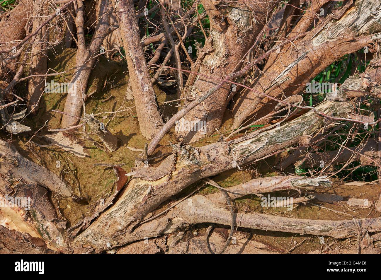 Knarrige Äste und Wurzeln eines umgedrehten Baumes grün Stockfoto