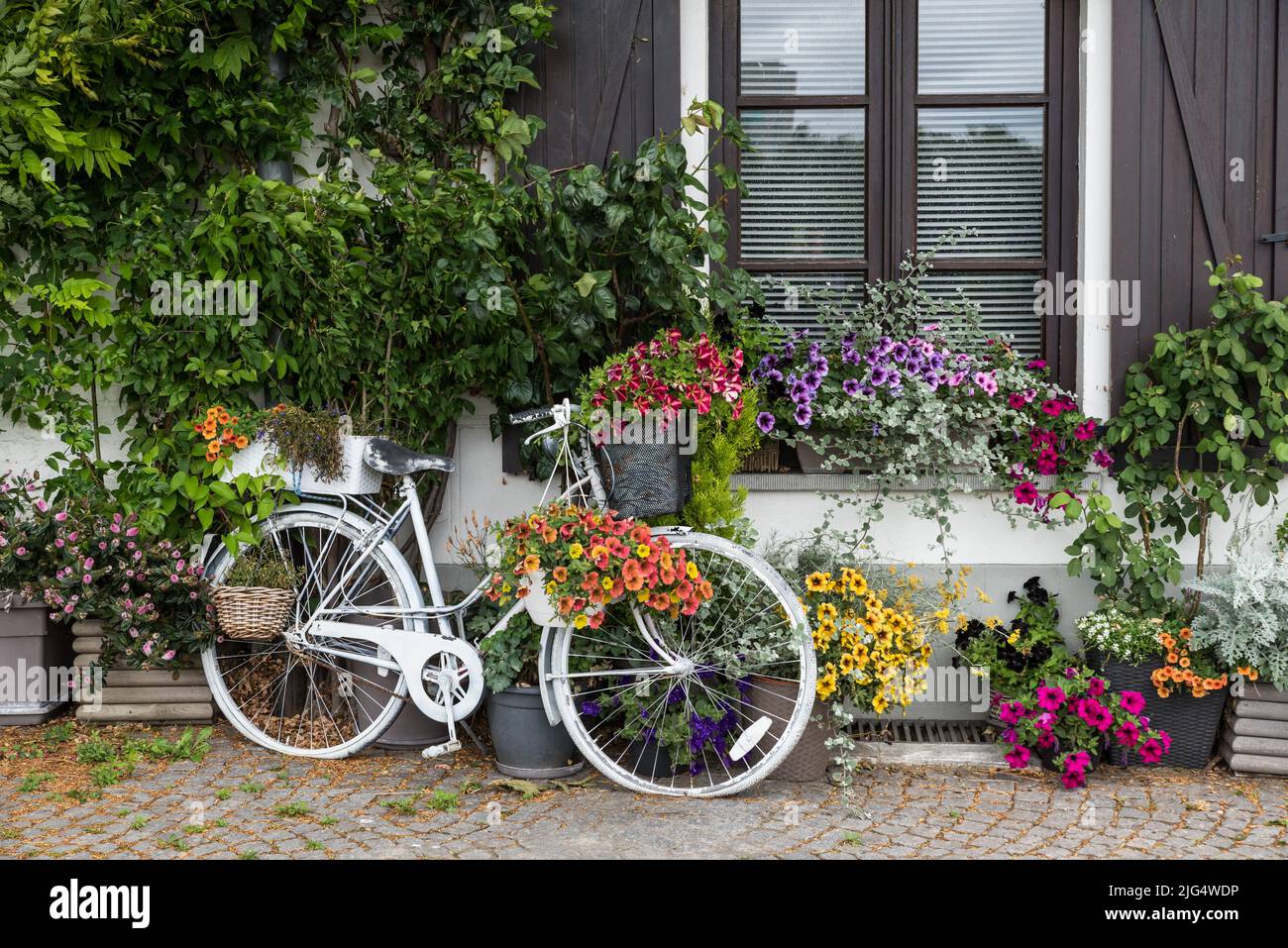 Jette, Brüssel Capital Region Belgien - 07 05 2020: Vintage-Fahrrad steht in einem alten Landhaus mit Blumen geschmückt Stockfoto