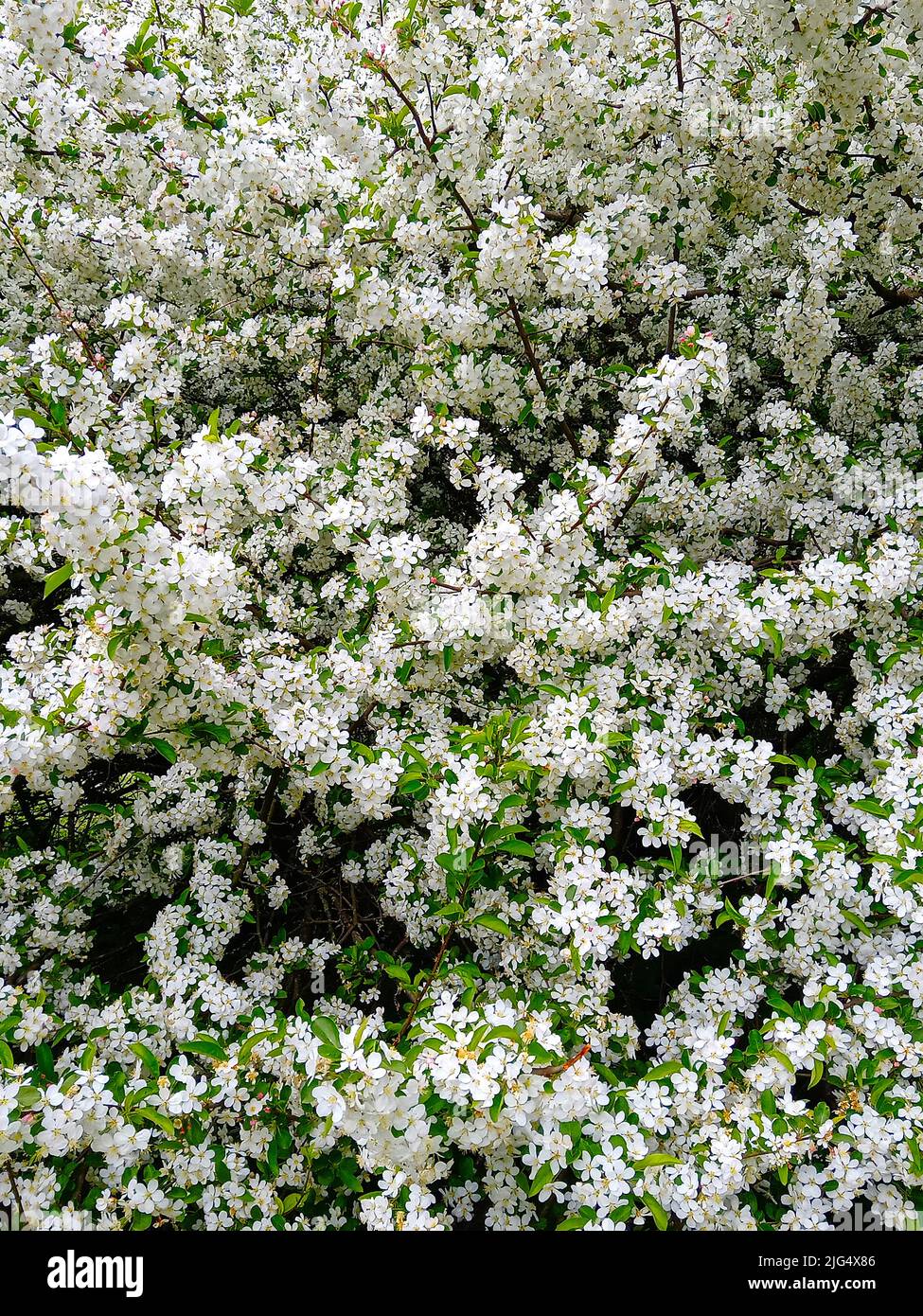 Schönes Blumenbett aus weißen Blüten, vertikales Bild Stockfoto