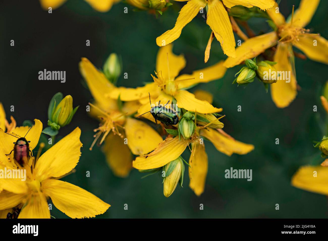 Schöne gelbe Makroblumen mit farbigen Käfer auf den Blütenblättern Stockfoto