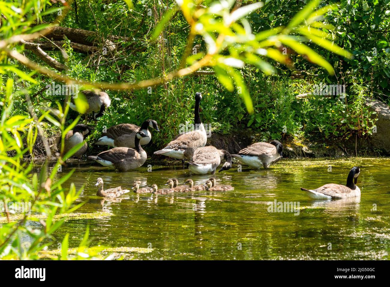 Branta canadensis und Goslings am Wasser im Figgate Park, Edinburgh, Schottland Stockfoto