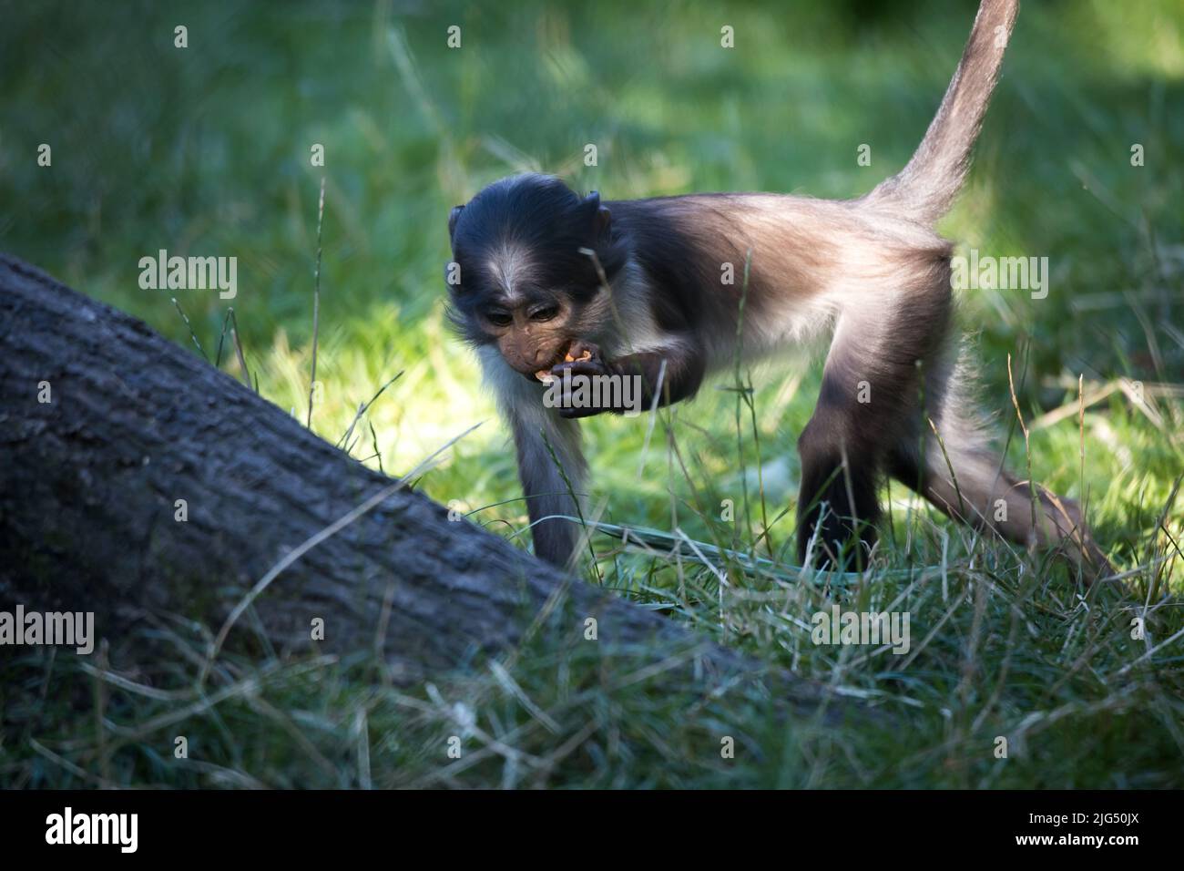 Rotterdam, Niederlande - 06. AUG 2020: Mangabey-Affen fressen Nüsse im Blijdorp Zoo Rotterdam. Stockfoto