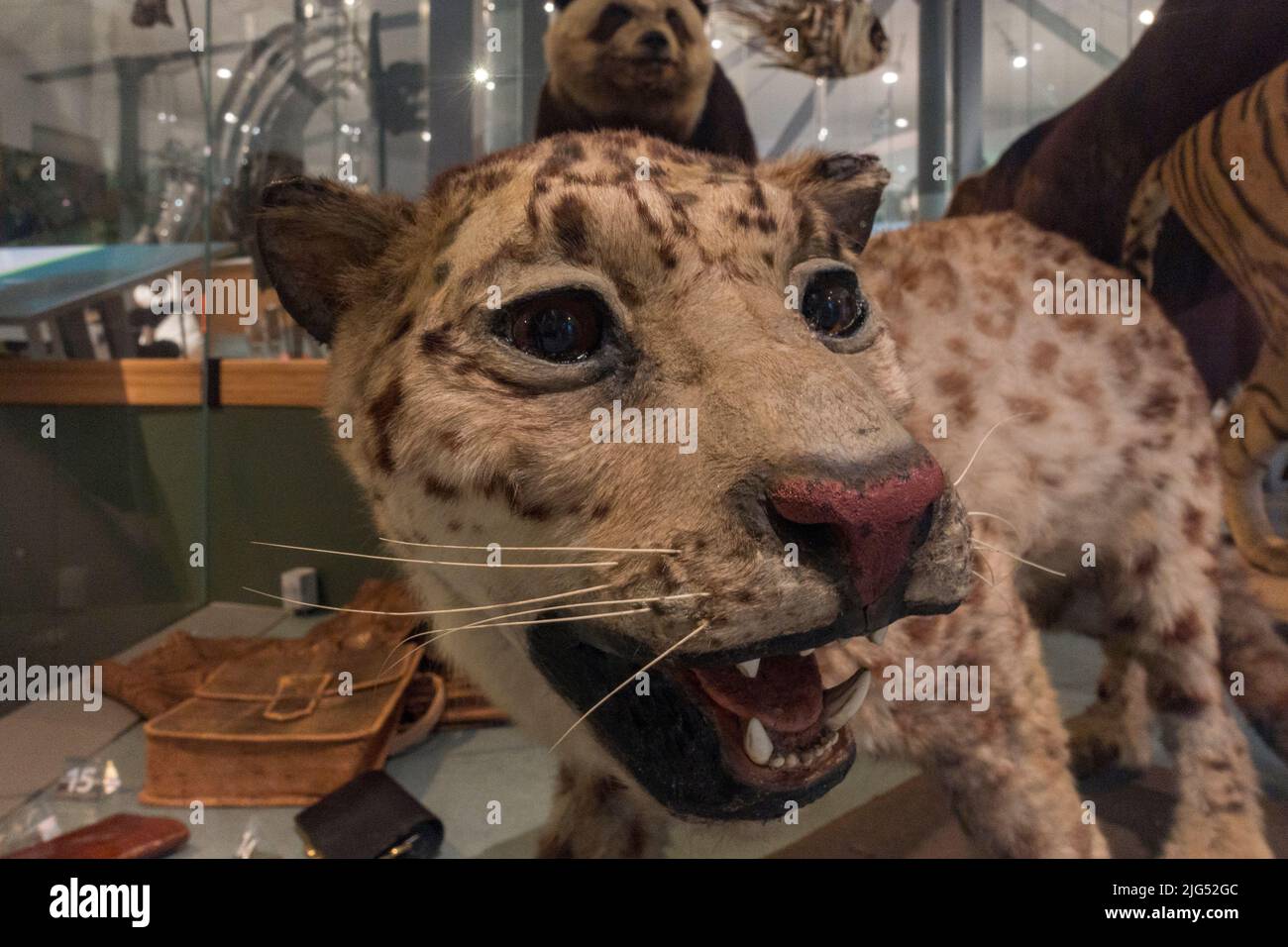 Ausgestopfter jaguar auf dem Display in Großbritannien. Stockfoto