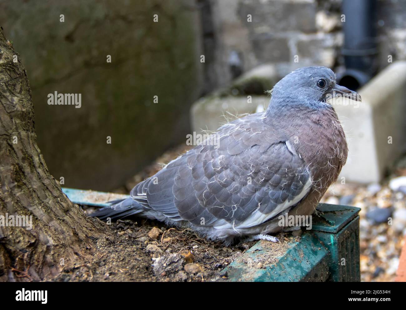 Eine junge Gemeine Holztaube (Columba palumbus) in Suffolk, Großbritannien Stockfoto