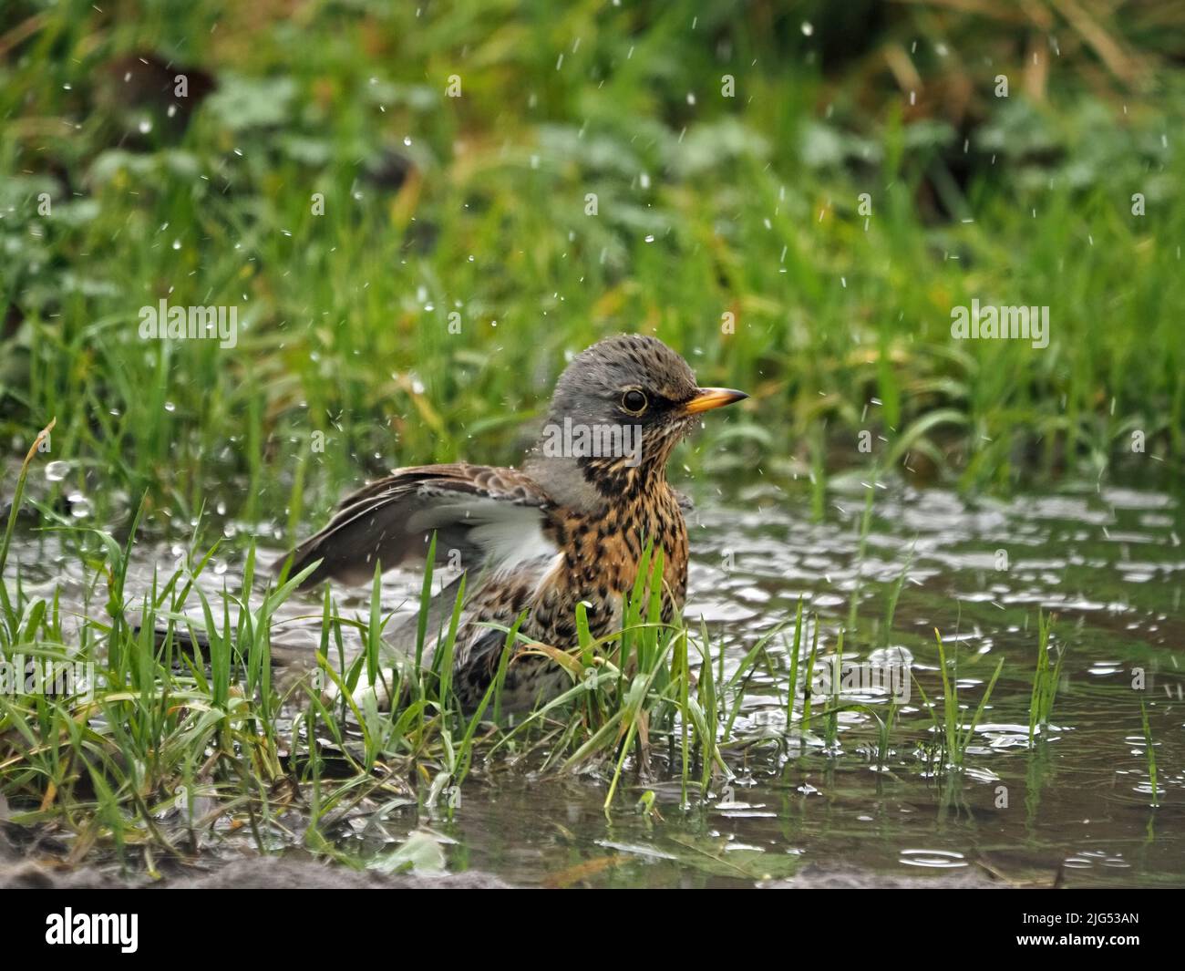 Feldfare (Turdus pilaris) planschen in einer Pfütze in Cumbria, England, Großbritannien Stockfoto