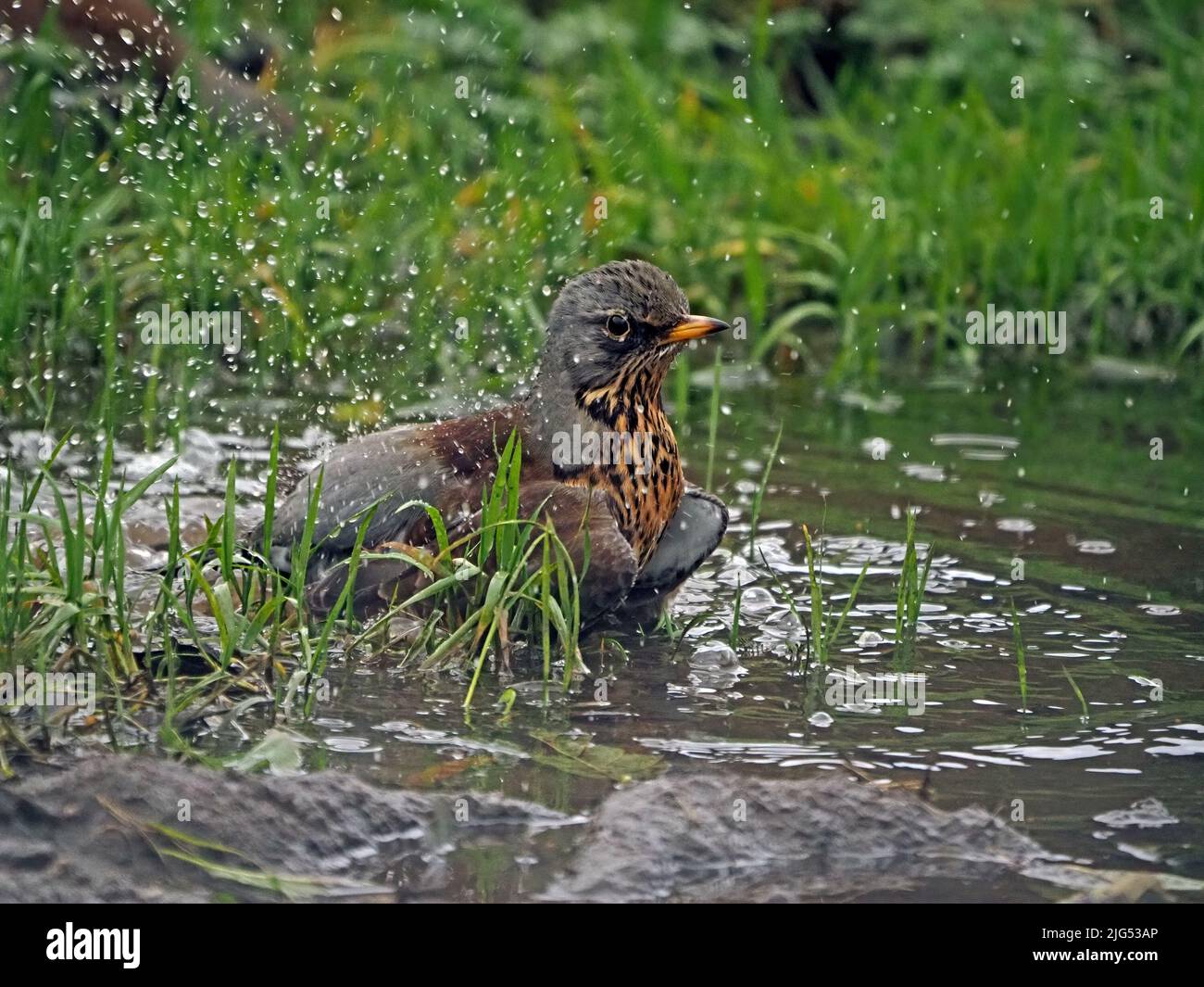 Feldfare (Turdus pilaris) planschen in einer Pfütze in Cumbria, England, Großbritannien Stockfoto
