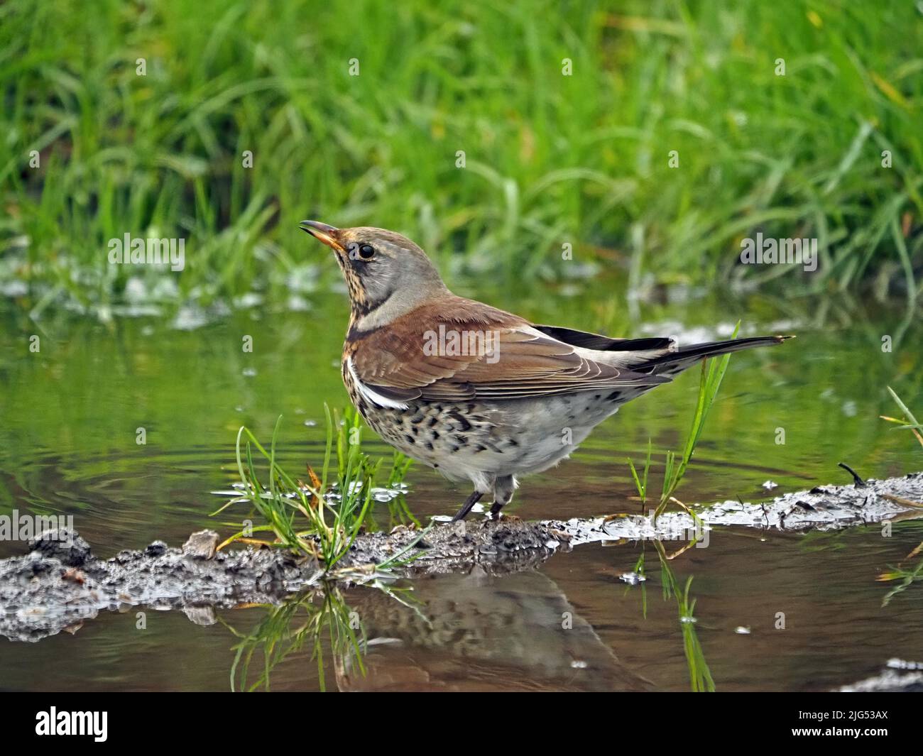 Feldfare (Turdus pilaris) planschen in einer Pfütze in Cumbria, England, Großbritannien Stockfoto