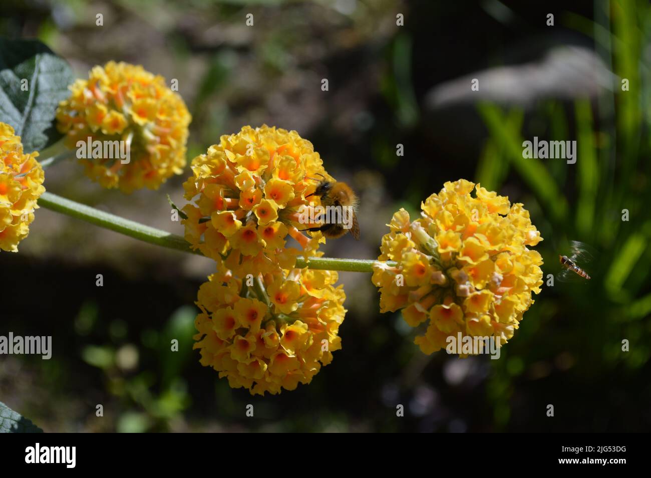 Gelbe Buddleia-Blütenkugeln mit Bienennektar Stockfoto