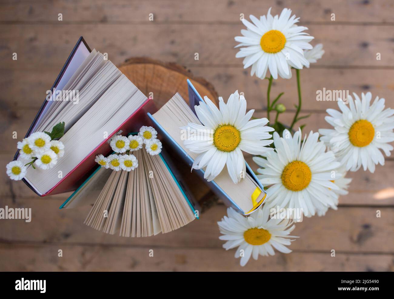 Drei Bücher stehen aufrecht, ein Strauß Gänseblümchen in der Nähe. Gemütliches Lesen, Bildung, Weisheit und Wissen. Digitale Entgiftung. Tag Buchen. Blick von oben. Selec Stockfoto
