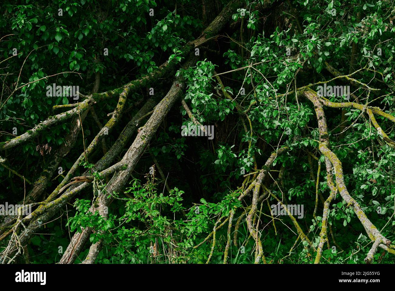 Knarrige Äste und Wurzeln eines umgedrehten Baumes grün Stockfoto