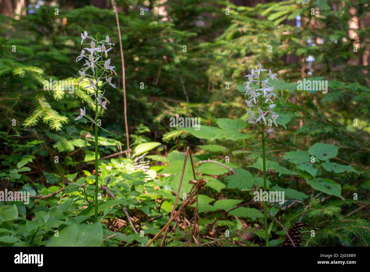 Zweiblättrige Waldhyazinthen . White Forest Hyazinthen . Platanthera Stockfoto