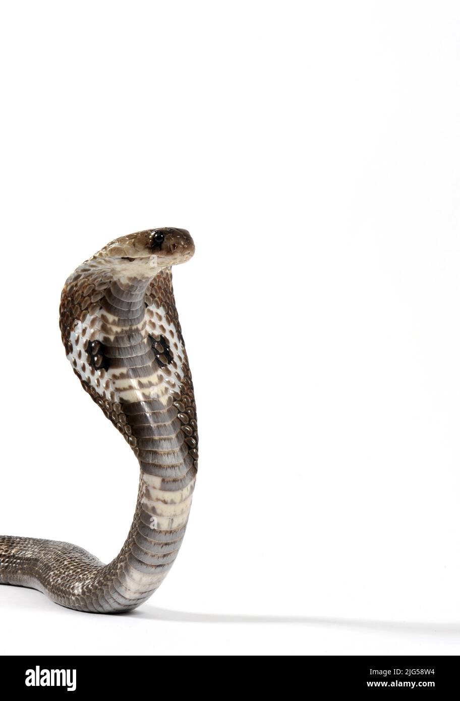 Kobra-Porträt auf weißem Hintergrund Stockfoto