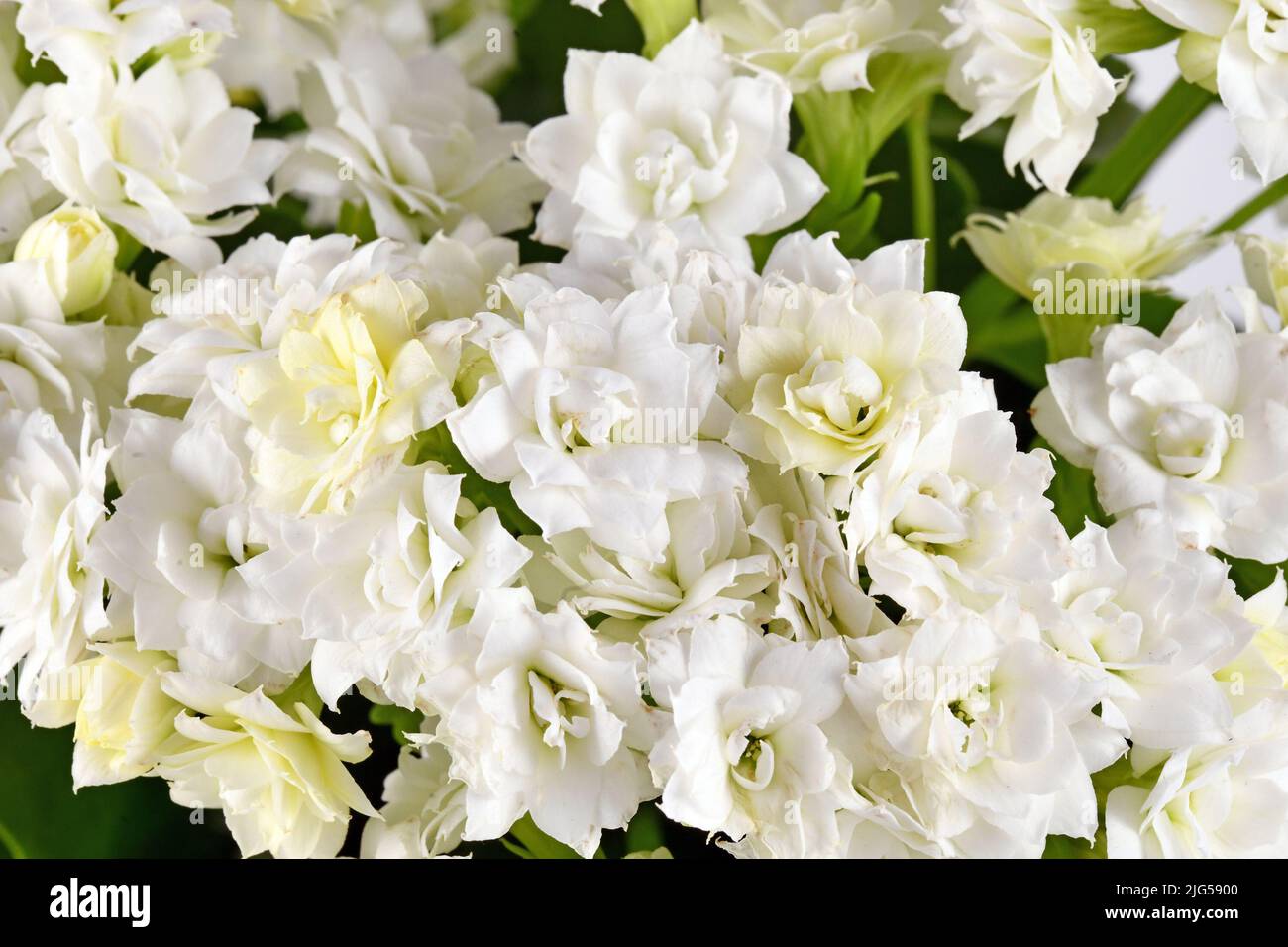 Draufsicht auf weiße Kalanchoe-Blüten von Sukulenten Stockfoto