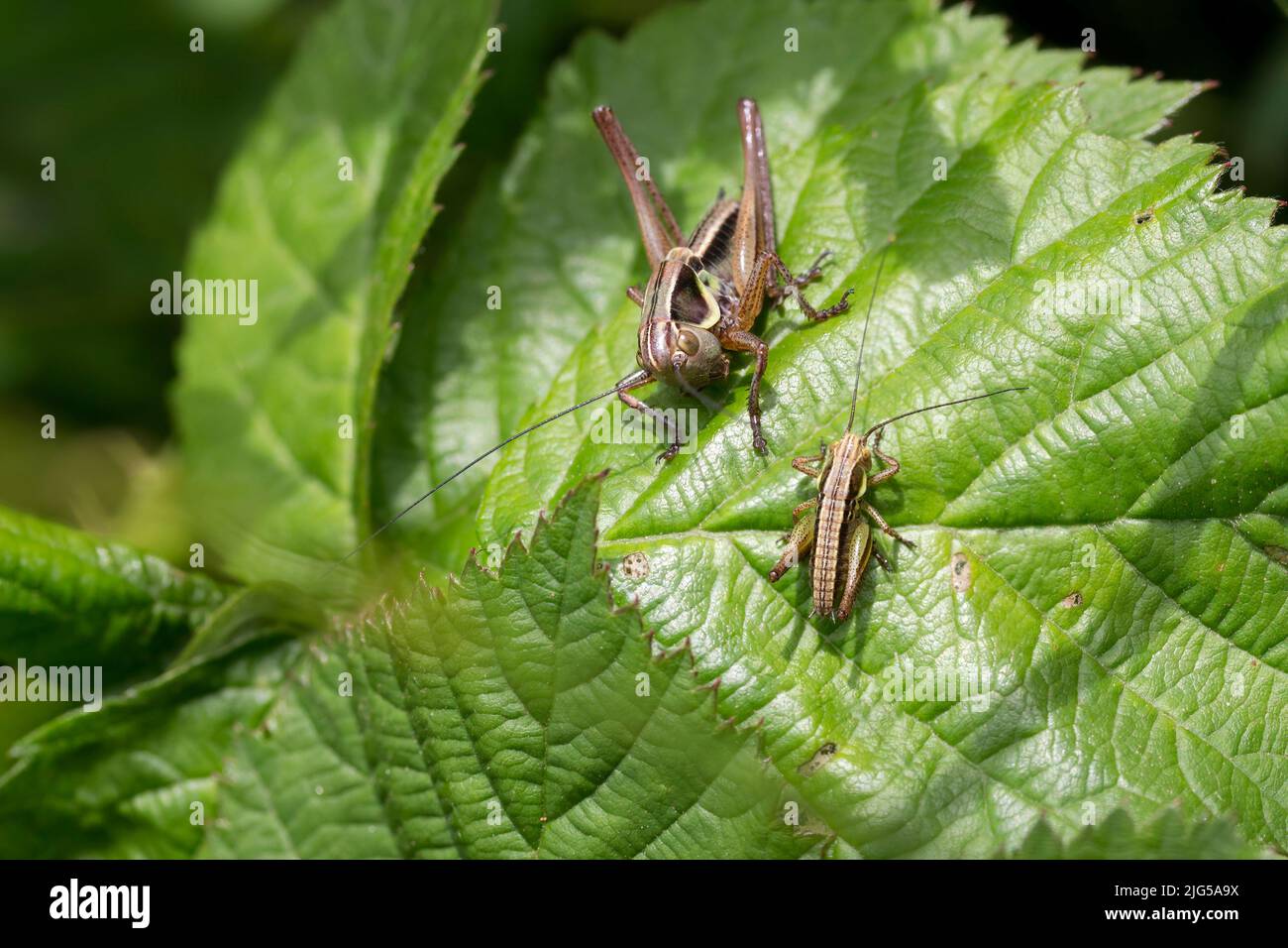 Roesels Buschkricket (metrioptera roeselii) marmorierte braune Körper mit hellem Rand bis zur gesamten Pronotumseitenklappe. Die Vorderzäunungen reichen zur Hälfte entlang des Abdomens Stockfoto