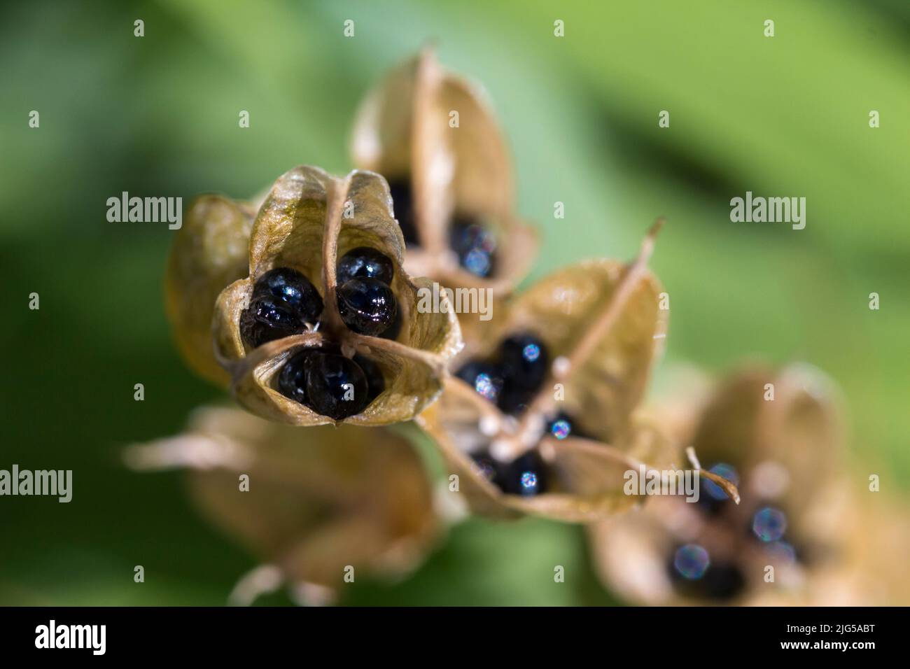 Spanische Bluebell-Samen in papierigen, hellbraunen, dreifachen Hülsen glänzend schwarze, gerundete Samen in getrockneten, translusscent geformten Hülsen, aufgeteilt in drei Zellen mit jeweils Samen Stockfoto