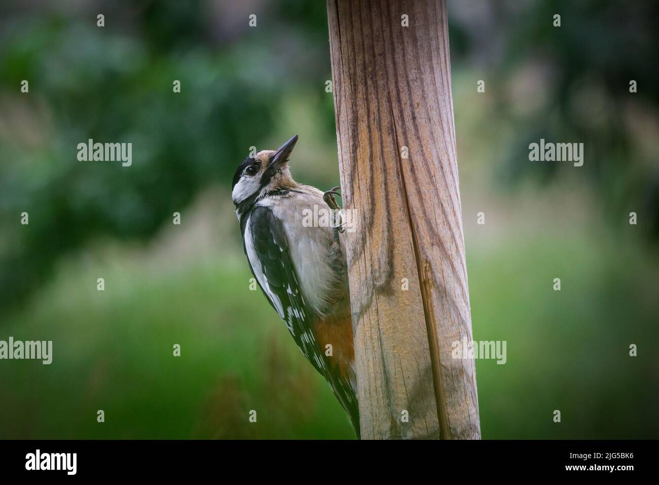 Großspecht (Dendrocopos major, syn. Picoides major) Stockfoto