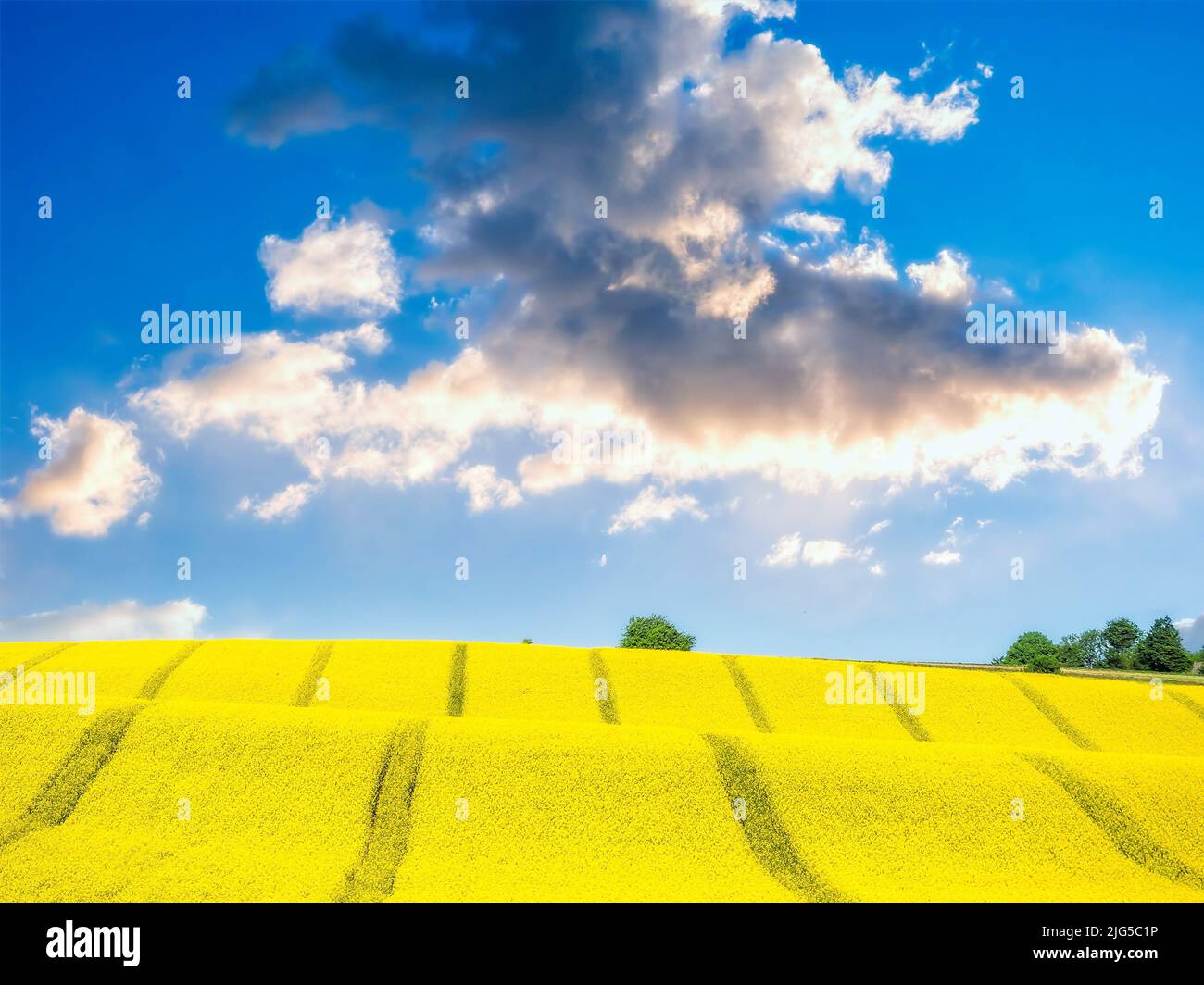 Kultiviertes Feld mit gelben Rapsblüten an einem sonnigen Tag Stockfoto