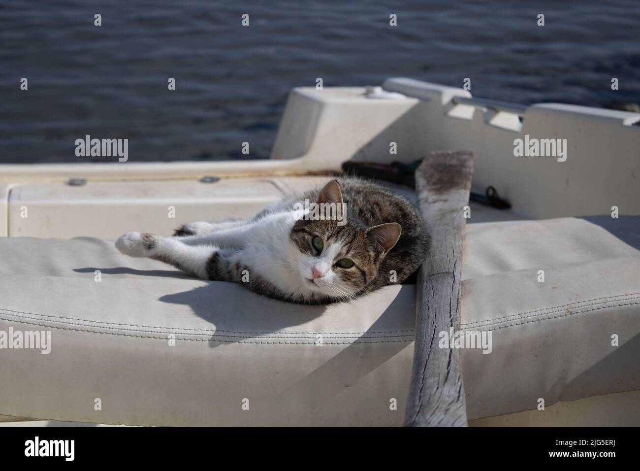 Katze liegt auf einem Boot Stockfoto