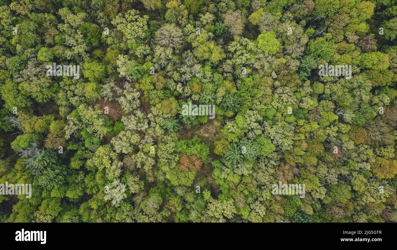 Drohnenansicht eines Frühjahrswaldes in Wisconsin Stockfoto