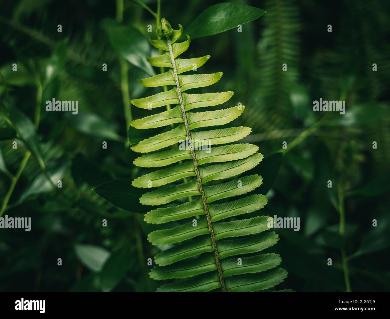 vase kaktus Cactus vase L green Urban jungle – SERAX main image 1