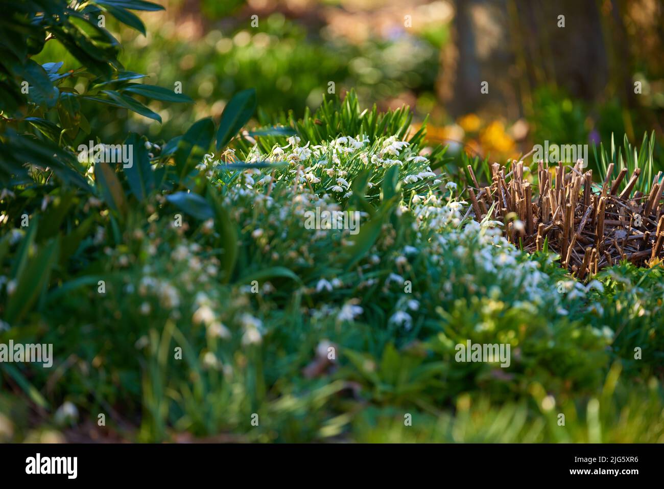 Ein schöner Garten im Frühling mit weißen Blumen, die im Freien in grünem Gras wachsen. Niedriger Winkel von hellen und lebendigen Waldboden mit üppigem Laub auf einem Stockfoto