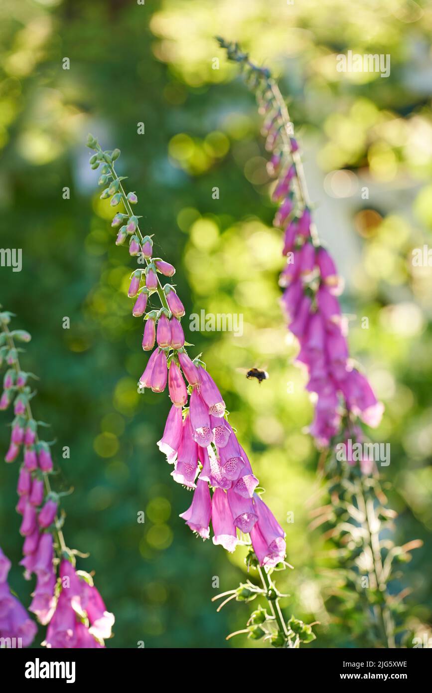 Bestäubende Hummel, die in einem Garten auf Füchshandschuhblumen zufliegt. Blühende Digitalis purpurea in voller Blüte auf einem Feld im Sommer oder Frühjahr Stockfoto