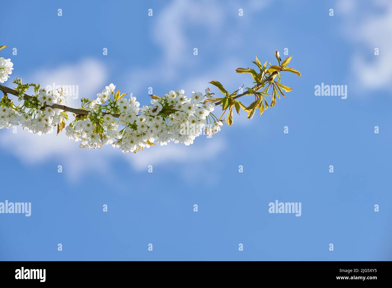 Reine weiße Mirabelle oder Prunus Domestica Blumen wachsen auf einem Pflaumenbaum in einem Garten von unten auf einem blauen Himmel Hintergrund mit Copyspace. Nahaufnahme Stockfoto