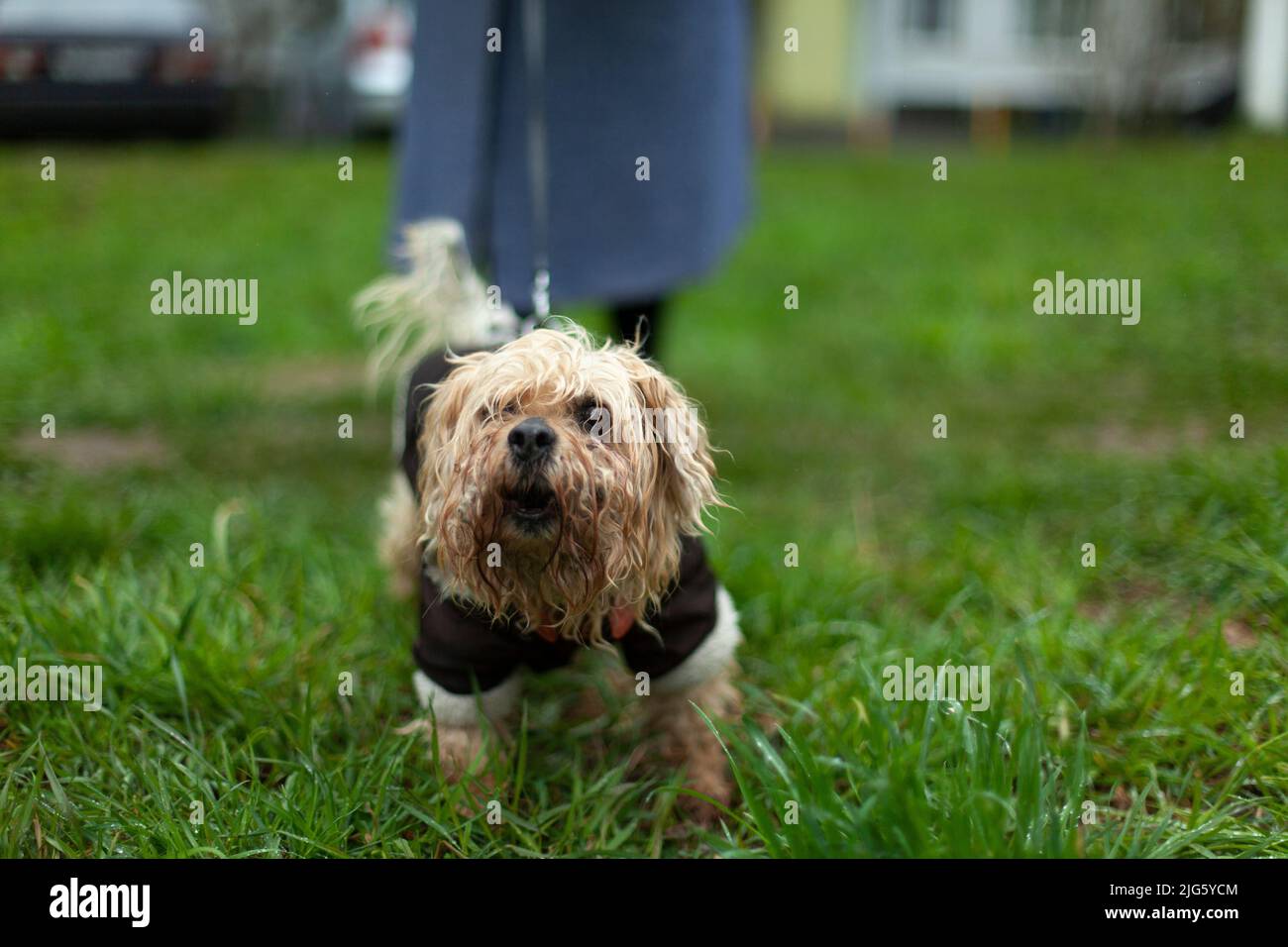 Kleiner Hund auf der Straße. Das Tier ist an der Leine. Gehen Sie im Sommer mit dem Haustier spazieren. Tier auf dem Rasen. Schäbiger kleiner Terrier. Stockfoto