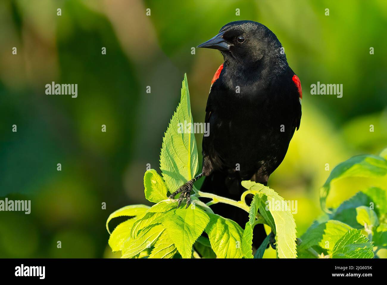 Ein Rotflügeliger Amsel, der in einem Baum steht Stockfoto