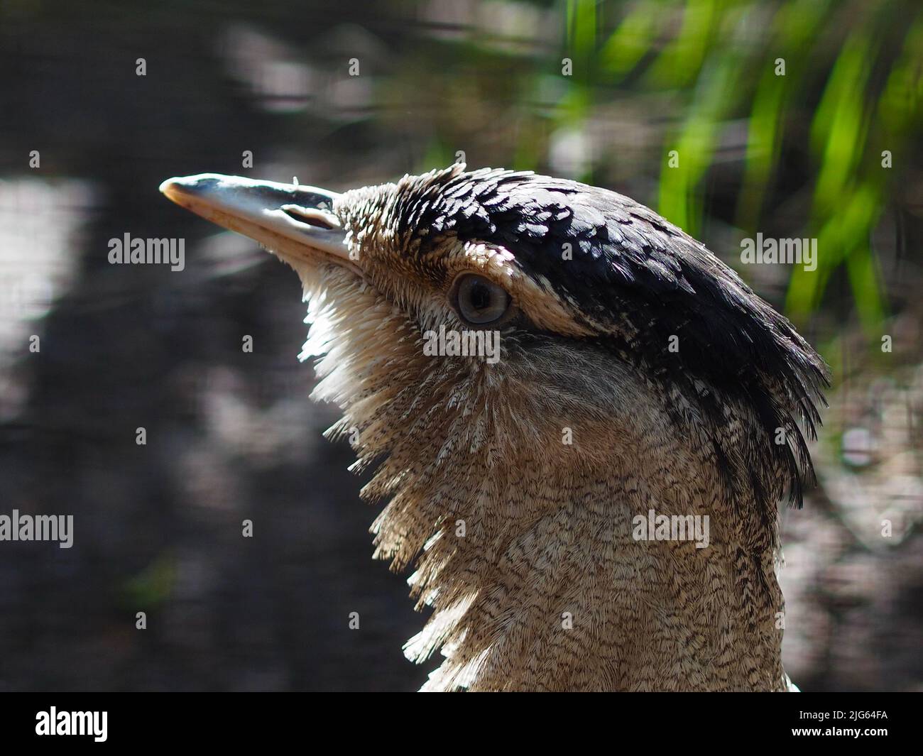 Majestätischer herrlicher australischer Bustard in einem auffallenden Porträt. Stockfoto