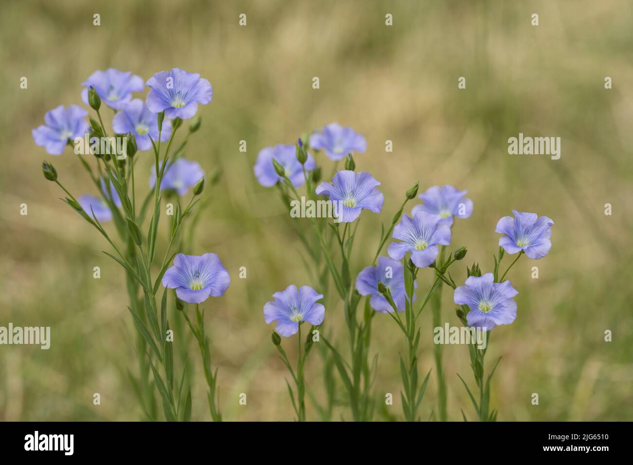 Blühender Flachs. Blauer Flachs Blumen auf einem verschwommenen Hintergrund. Stockfoto